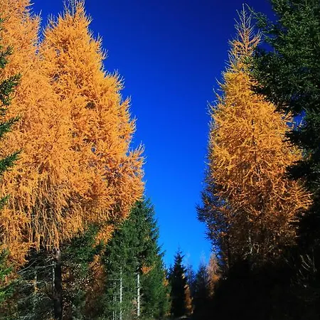 Pensjonat Gaestepension Klammer