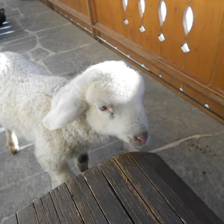 Gaestepension Klammer Pensión Kartitsch